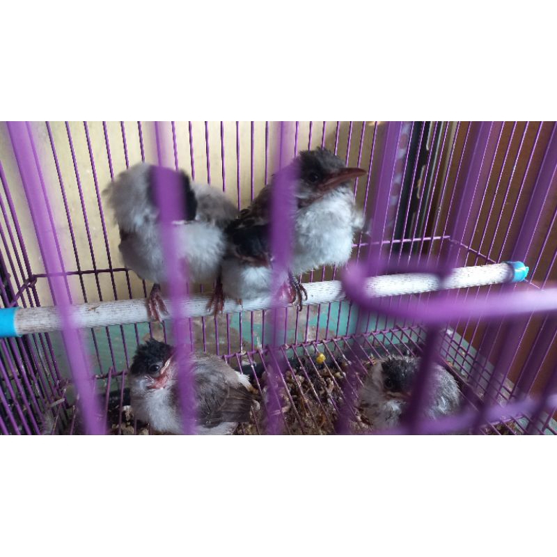 lolohan anak burung kutilang