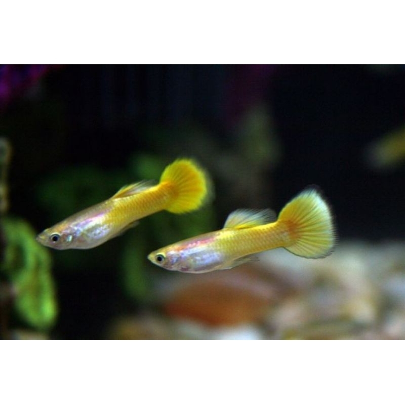 

YELLOW MIKARIP | Yellow Micarif Sepasang