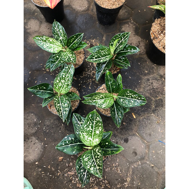 Aglaonema Siti Nurhaliza