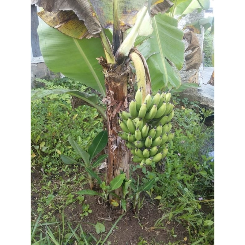 

Pisang ijo