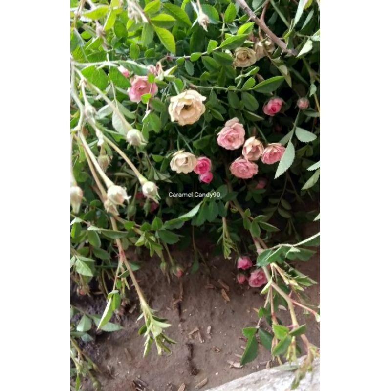 Tanaman Hias  Hidup Mawar Mini Baby Pink