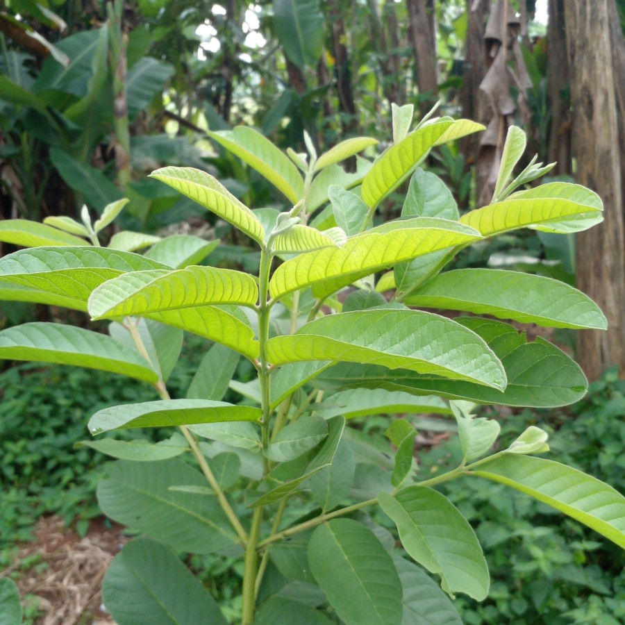 

&$#@daun jambu biji daun jambu biji segar;'P[P[P