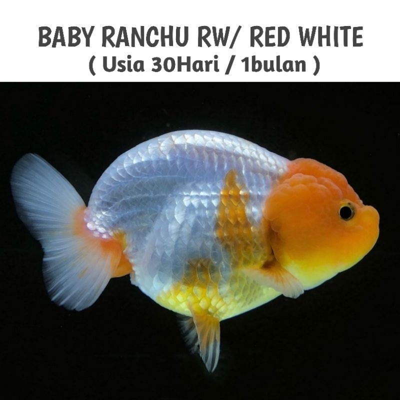 

[PROMO] Ranchu Red White / RW