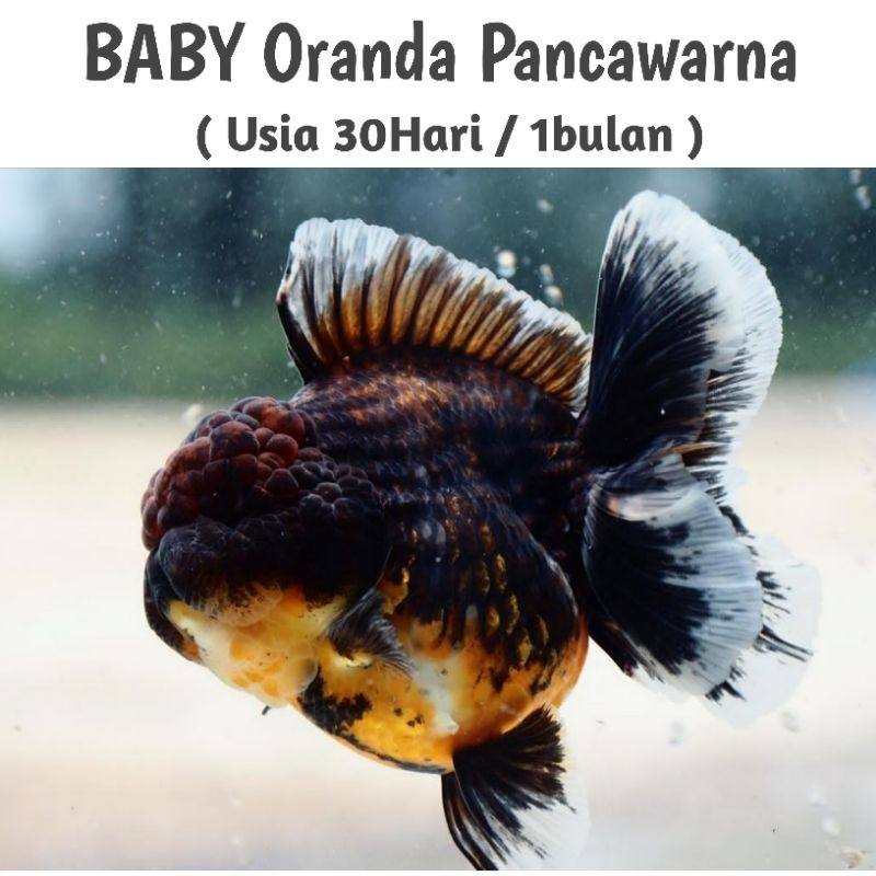 Baby Panca Warna /  Koki PW ~ Koleksi Pancawarna