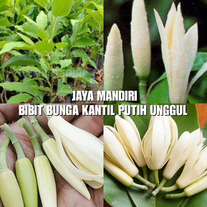 BIBIT BUNGA KANTIL PUTIH (BUNGA KANTIL)