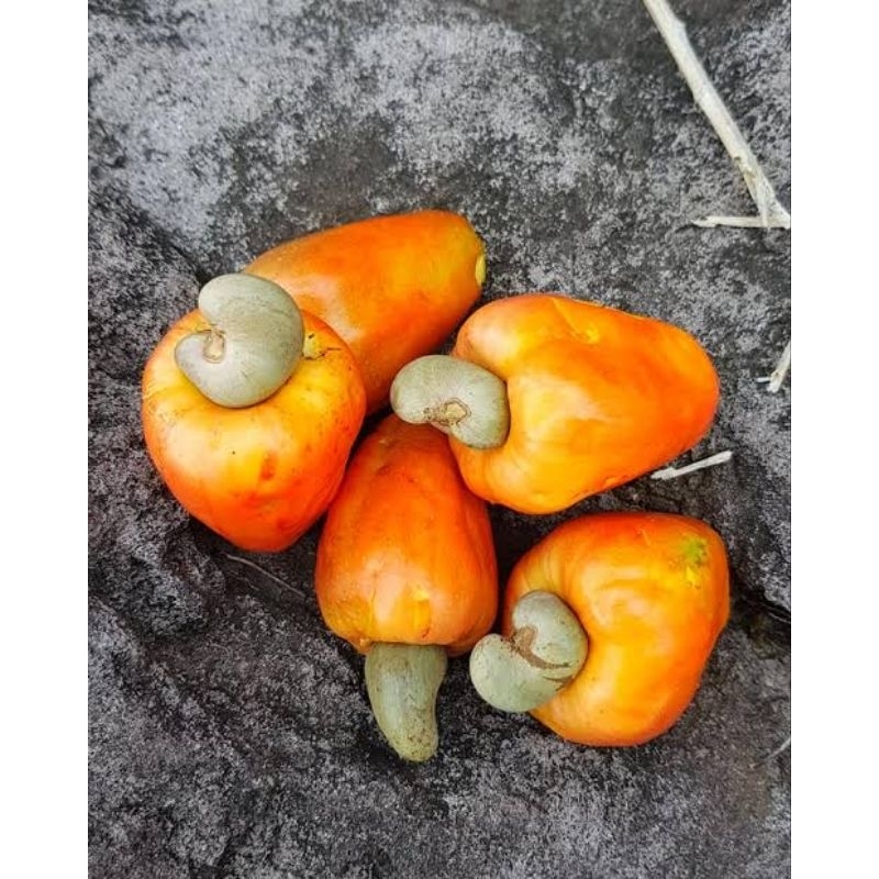 

Jambu mete 1kg Fresh baru metik / jambu monyet l