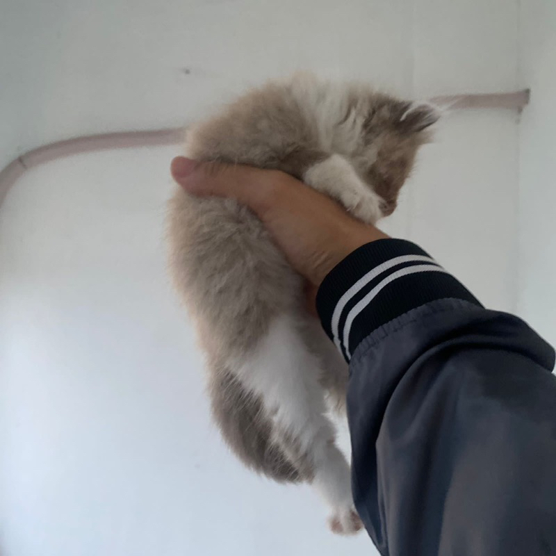 Anak Kucing BSH x Ragdoll Open Adopt Kitten British Short Hair