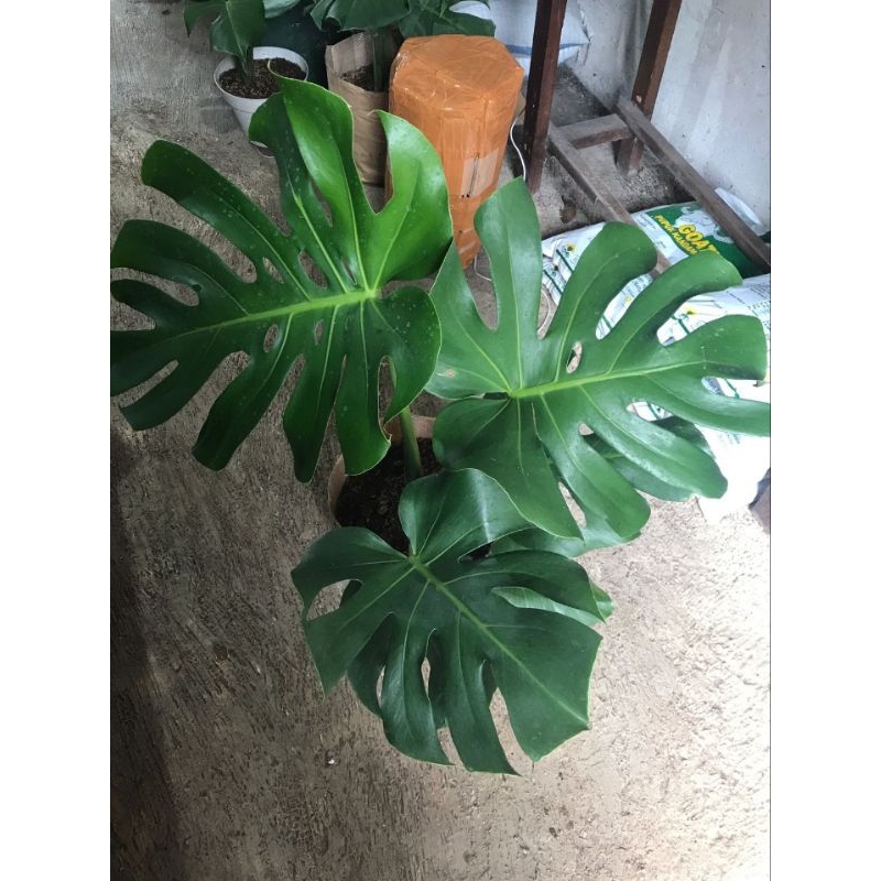 Monstera Brazilian Form Sedang