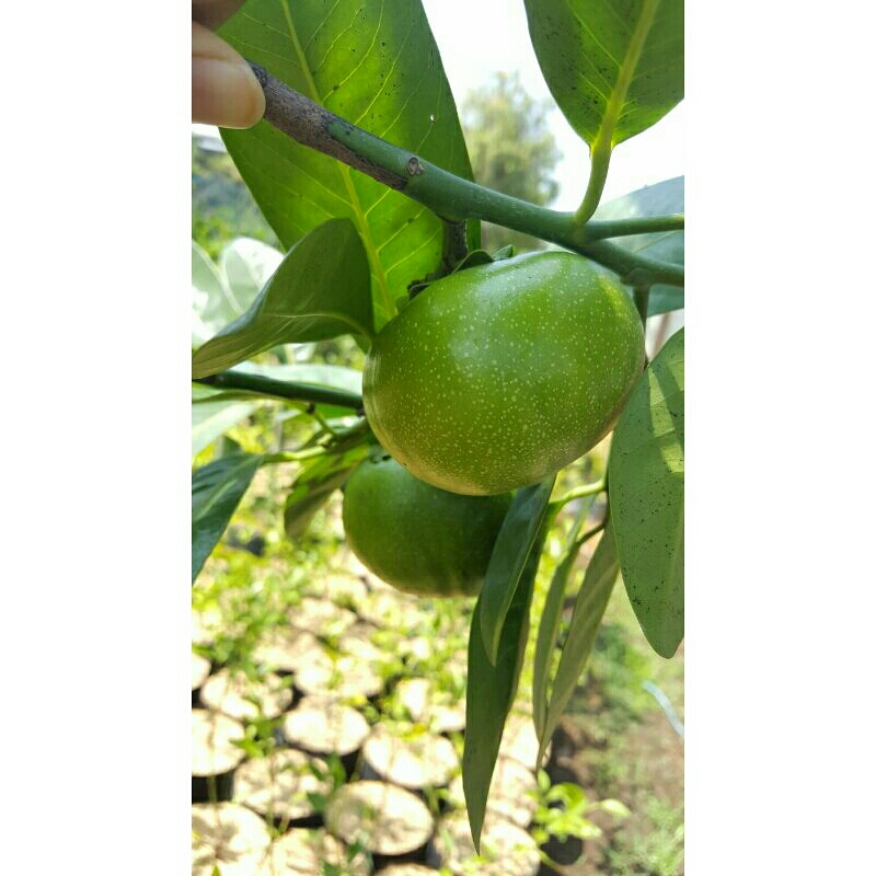 

bibit black sapote berbunga hasil okulasi