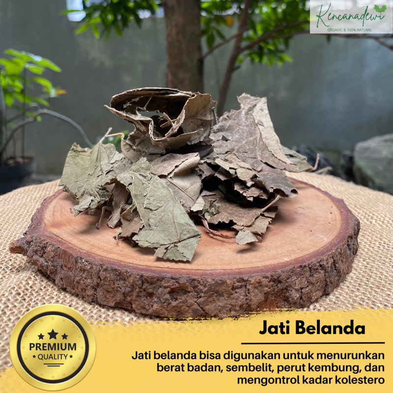 

Daun Jati Belanda / Guazuma ulmifolia