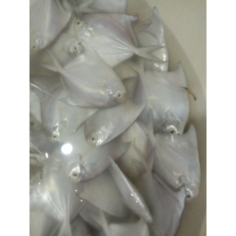 

Bawal Putih Size 10-15 ekor perkg