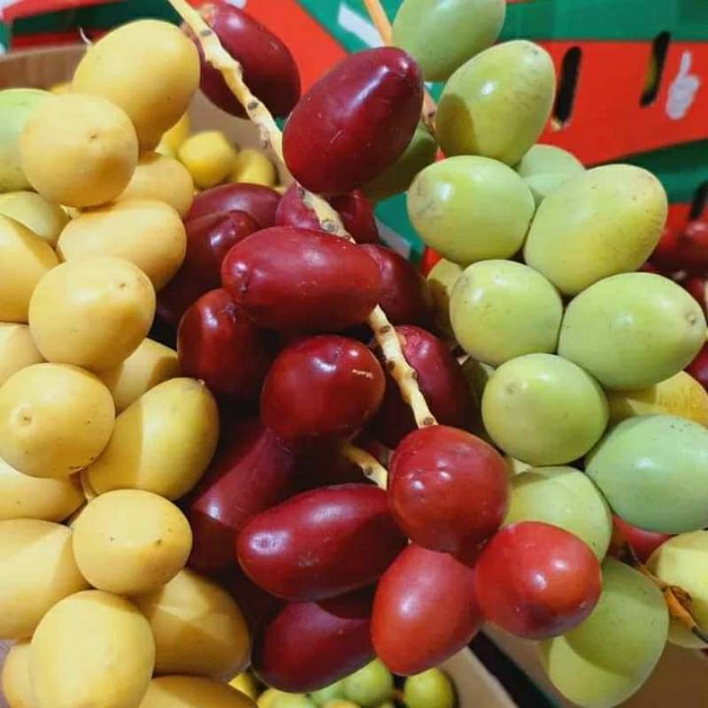 

(TIDAK BISA COD) JUNI JULI 23 KURMA MUDA PELANGI / KURMA MUDA MERAH KUNING HIJAU / KURMA MUDA 3 WARNA / KURMA MUDA PROMIL / KURMA MUDA SEHAT / KURMA MUDA ACEH MEDAN PEKANBARU DUMAI / KURMA MUDA WARNA WARNI / KURMA MUDA READY