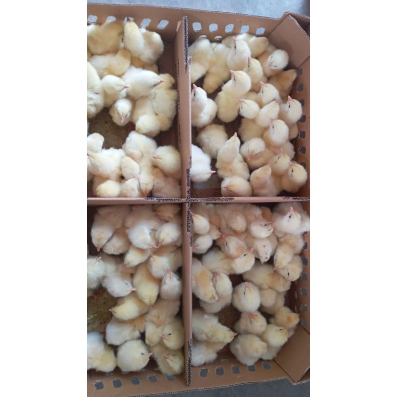 Doc bibit Ayam broiler bisa satuan