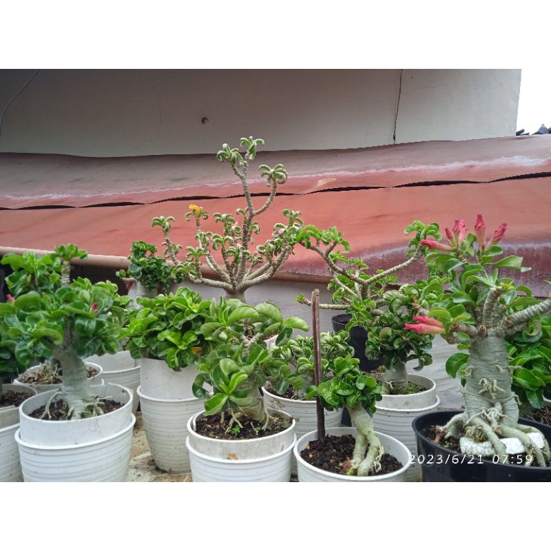 adenium DHA dewasa