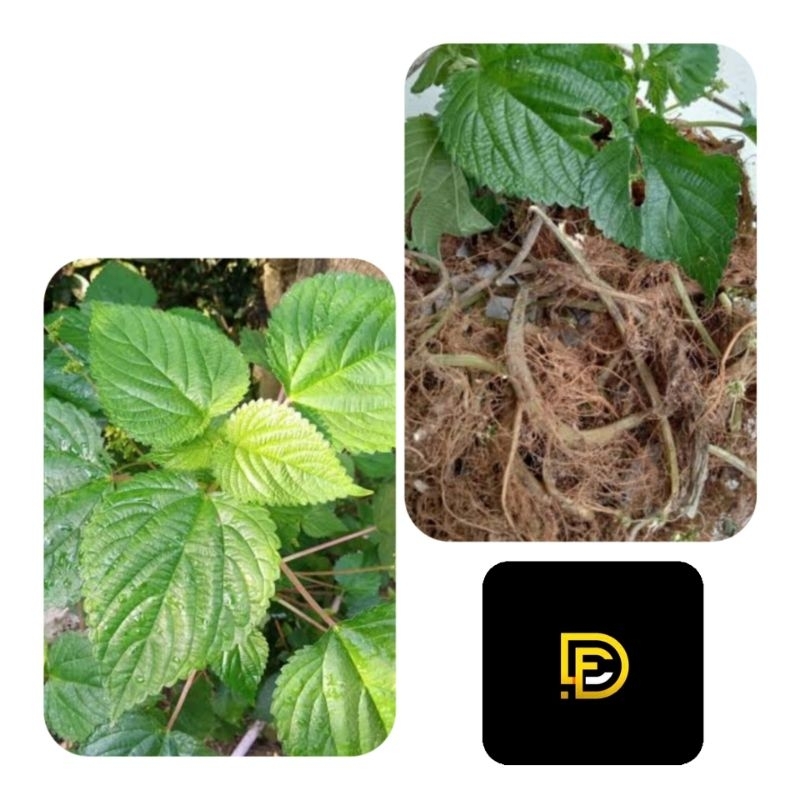 

Akar jelatang segar 200 gram langsung dari kebun-az