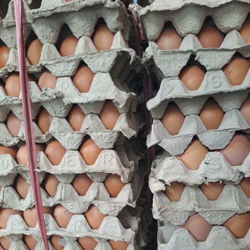 

Telur ayam Negri berkualitas