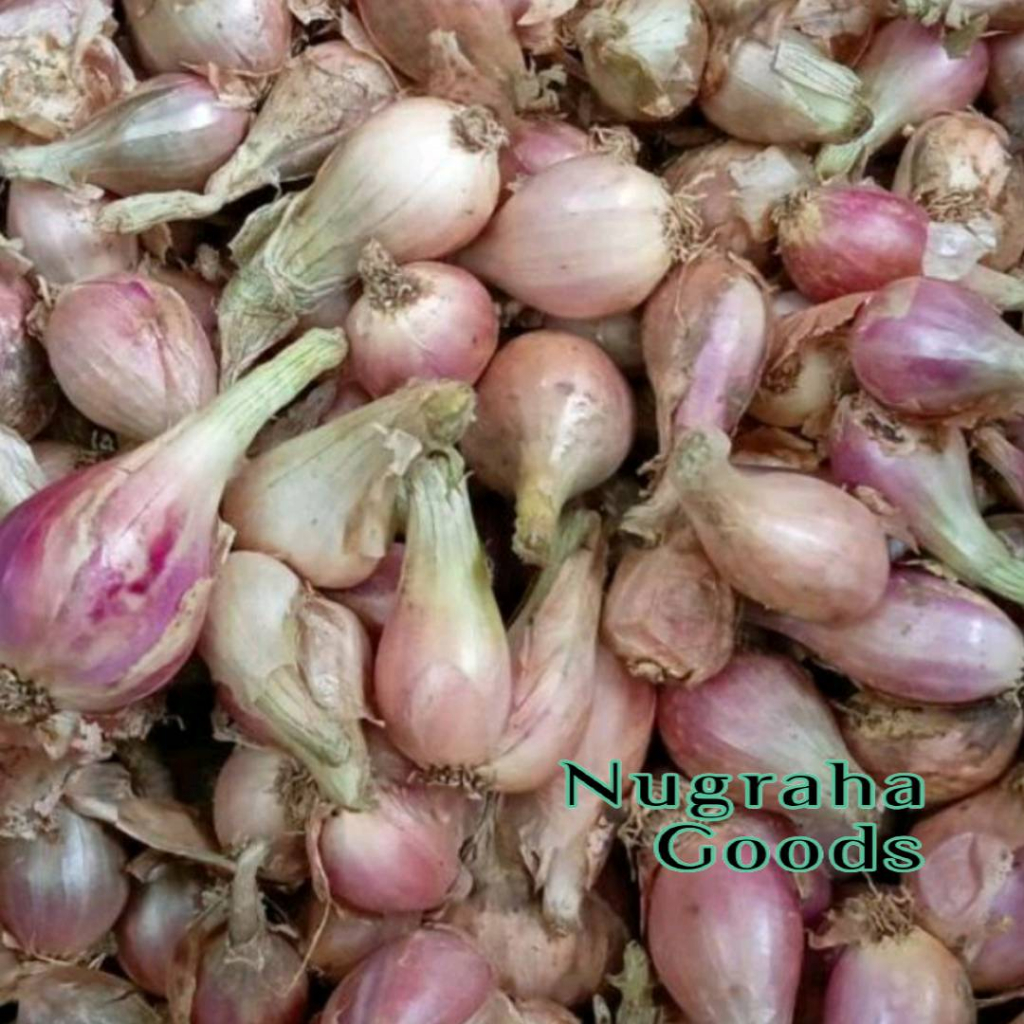 

BAWANG SUMENEP ASLI SEDANG 1KG HARGA GROSIR