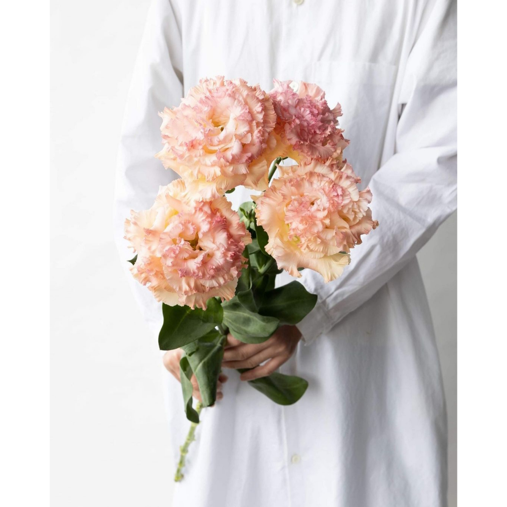 10 Benih Biji Bunga Eustoma Import Voyage