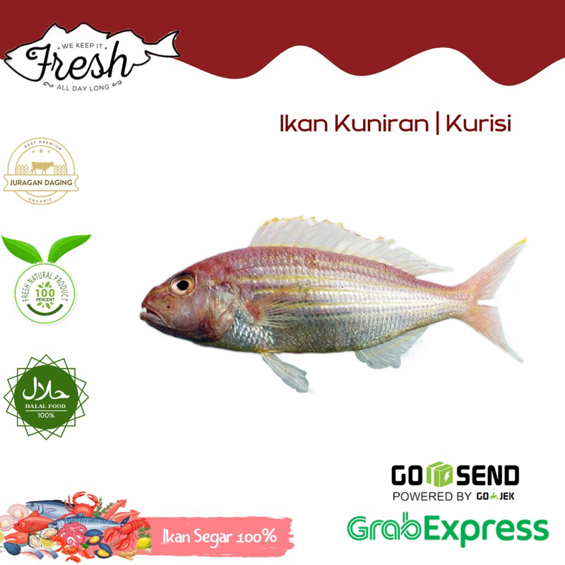 

IKAN KUNIRAN/KURISI FRESH 1kg
