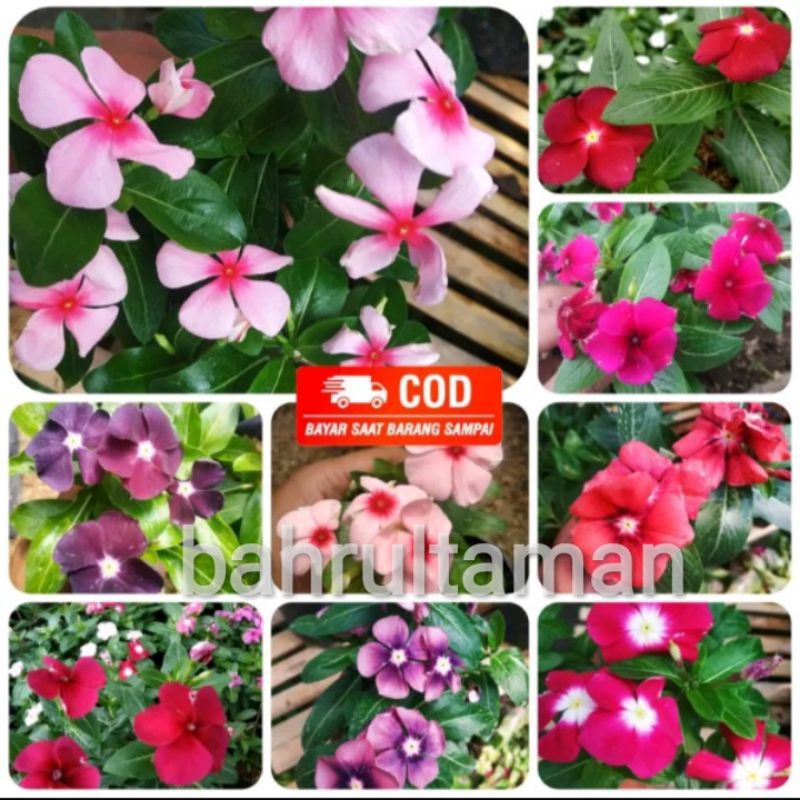 TANAMAN HIAS HIDUP BUNGA VINKA vinca | bibit vinca tanaman bunga tapak dara pinka pinca di kirim bun