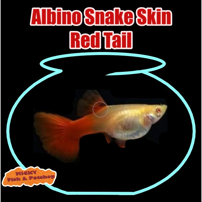 BETINA Albino Snake Skin Red Tail Indukan Guppy SnakeSkin Grade