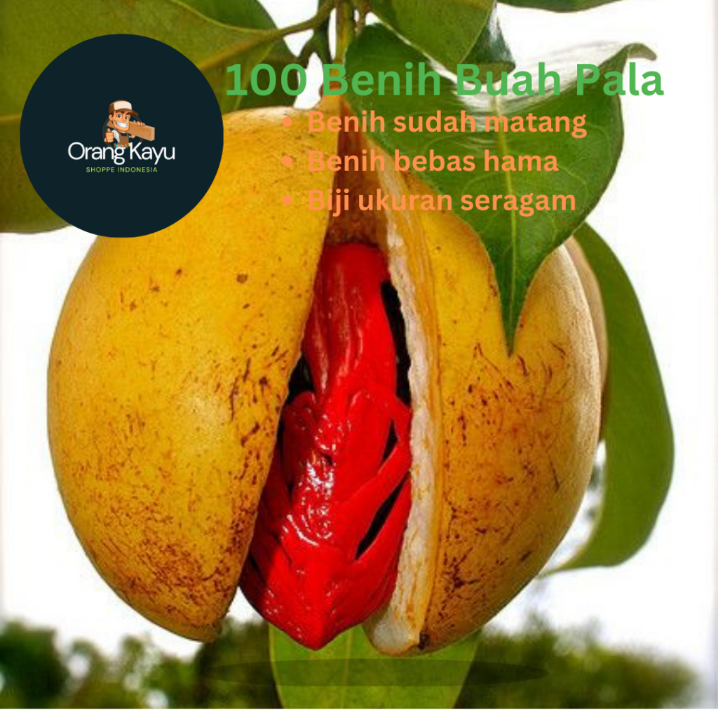 Original 100% Bibit Benih Biji Buah Bala Bulat Betina dan Jantan Kualitas premium Benih Semai Pala S