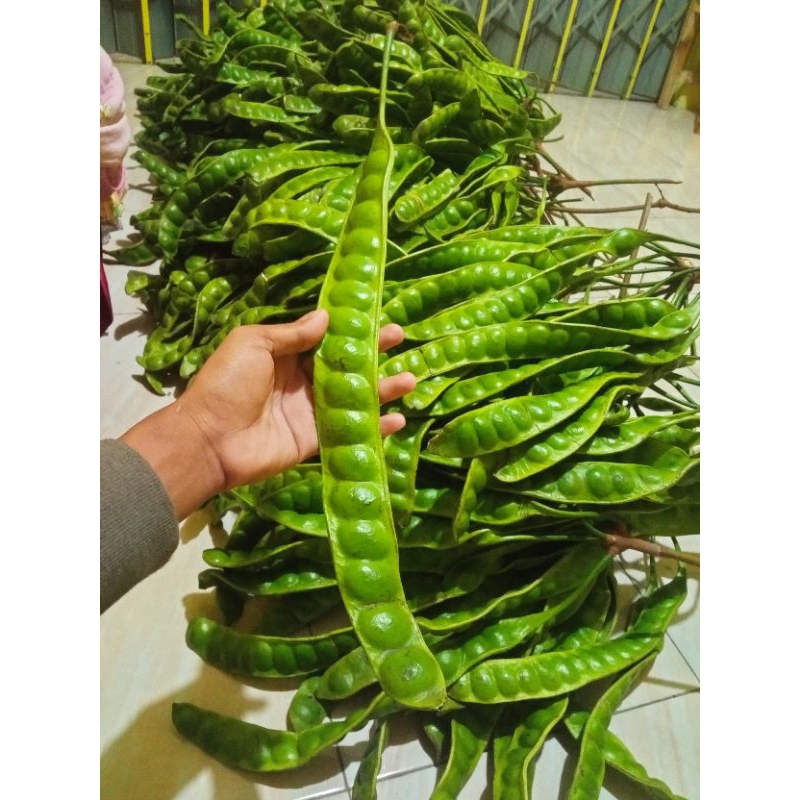 PETE SEGAR SUPER PERLONJOR ATAU PERPAPAN