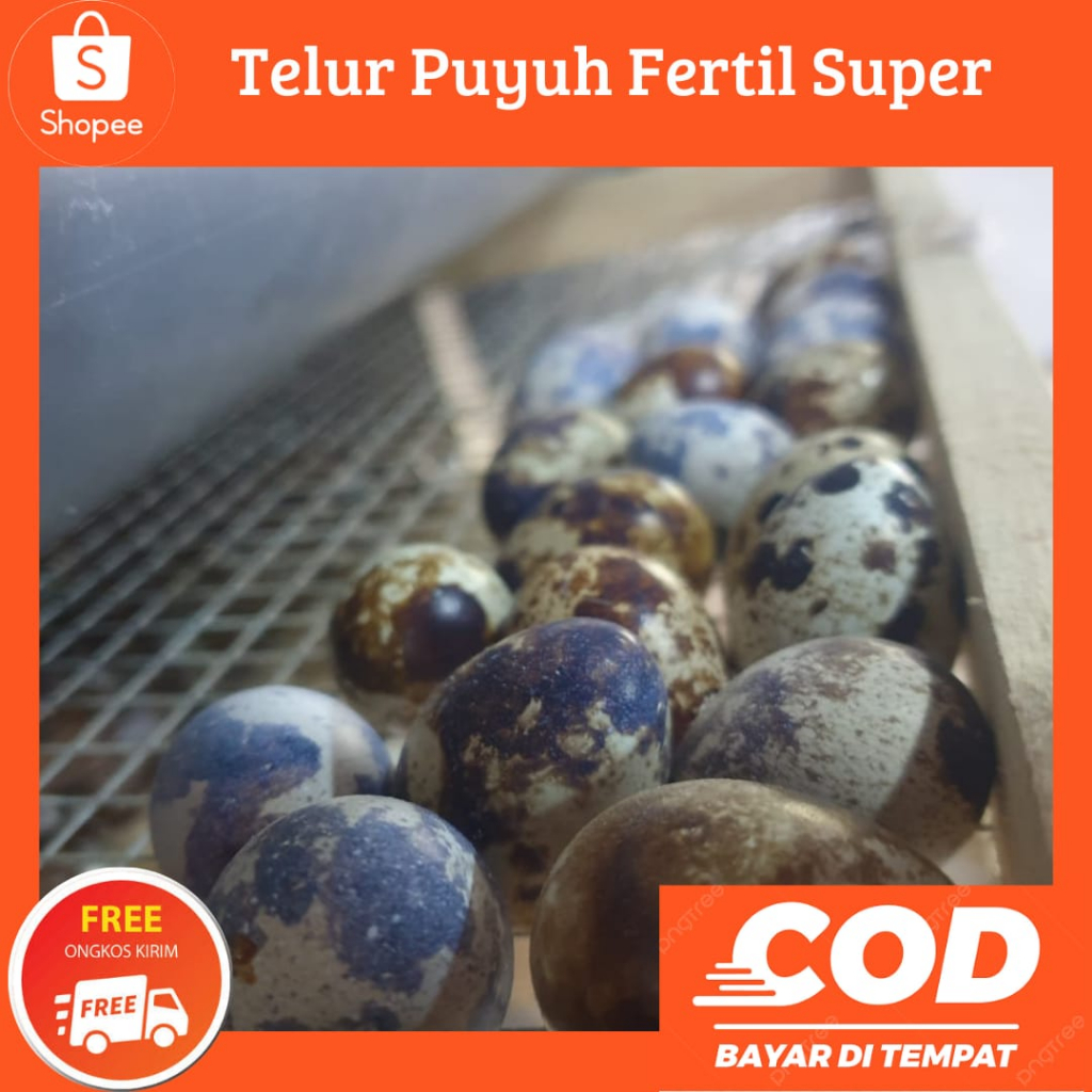 

Telur Puyuh Fertil Puyuh Blester Super Silang Puyuh Autum