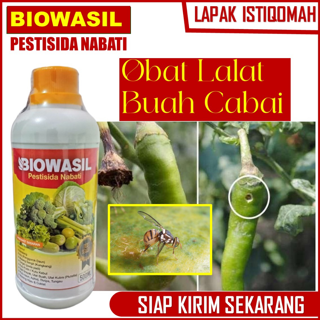Pupuk Tanaman Cabe Paling Manjur Anti Hama Lalat Buah Tanaman cabe Terbaik - Pupuk Pestisida Lalat B