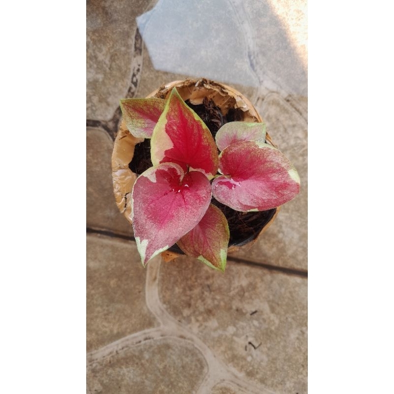 TANAMAN CALADIUM DWI WARNA REMAJA SUDAH CAKEP