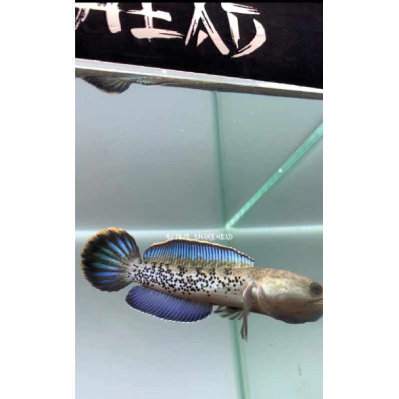 Stewarti fulldot 8-10 cm