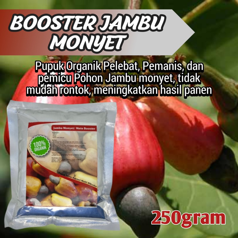 Pupuk organik booster pelebat tanaman jambu monyet booster perangsang bunga dan buah jambu monyet agar cepat berbuah lebat