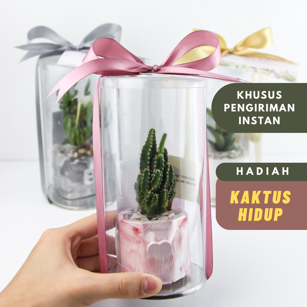 Hadiah / Gift Kaktus Mini Asli Untuk Graduation / Birthday / Anniversary (KHUSUS PENGIRIMAN INSTAN)