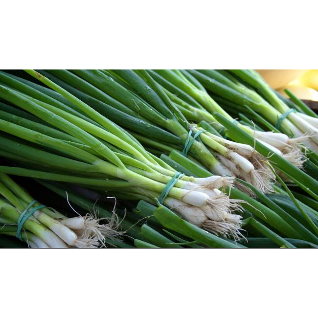 

Bawang Daun