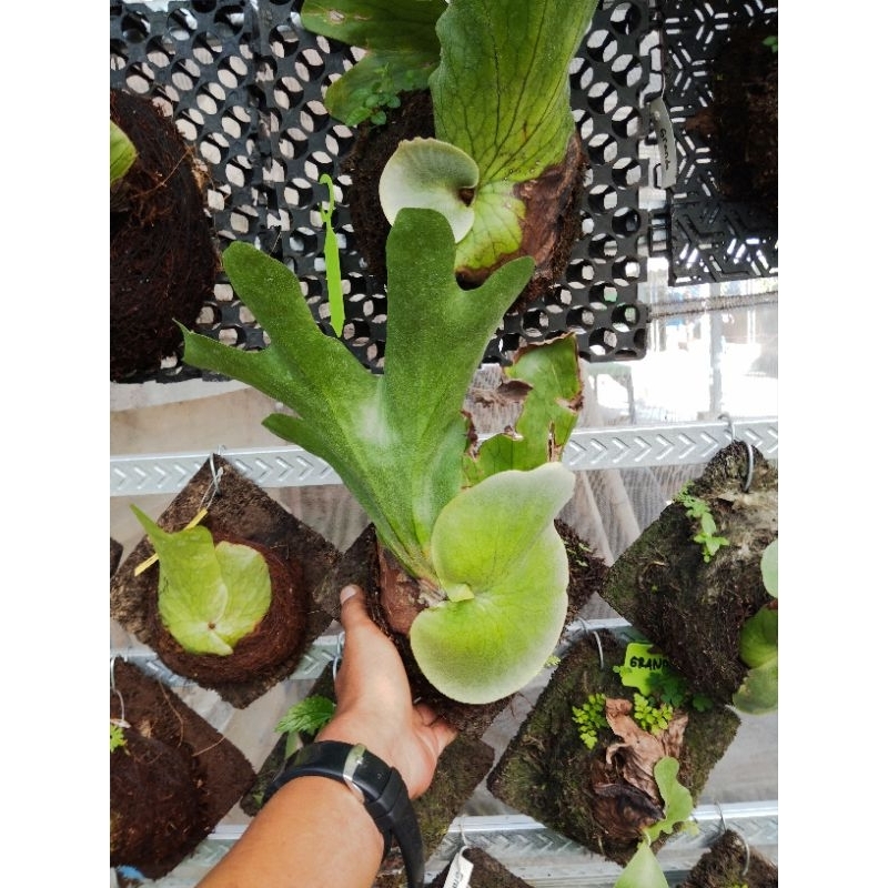 platycerium grande rawatan