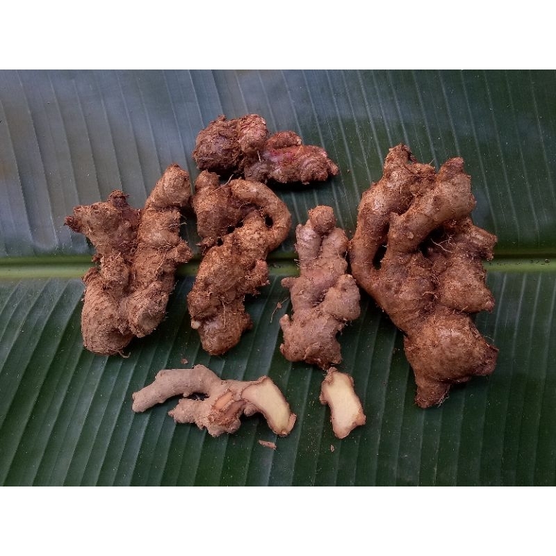 

JAHE MERAH SEGAR | JAHE MERAH FRESH 1KG | Jahe merah | Jahe merah imun booster | Jahe merah segar