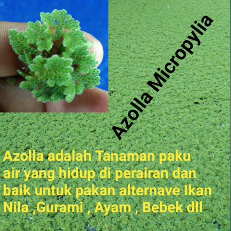 Azolla Micropylia 1 kg