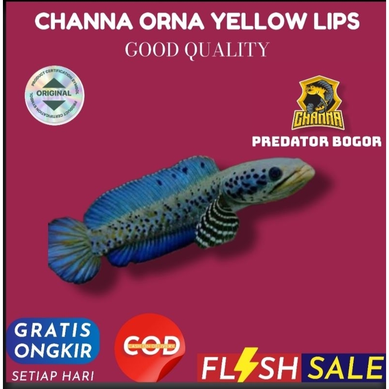 hiasan aquarium channa chana Cana orna yellow lips 8-10cm