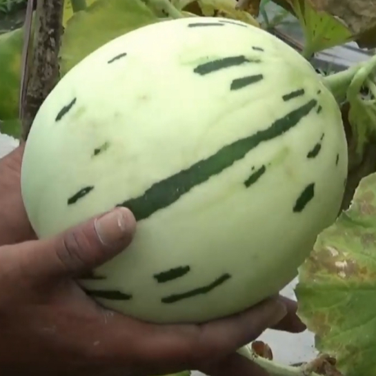 biji benih buah melon premium dalmation dalmatian honeydew fresh seed isi 5 biji medan