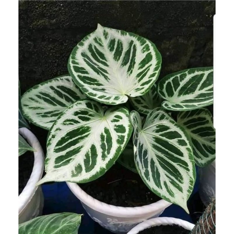 Tanaman Hias Anthurium Dorayaki Silver Blush - Anturium Dorayaki