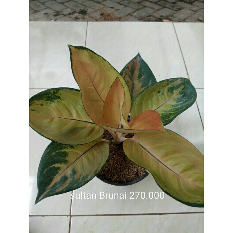 aglonema SB & pos