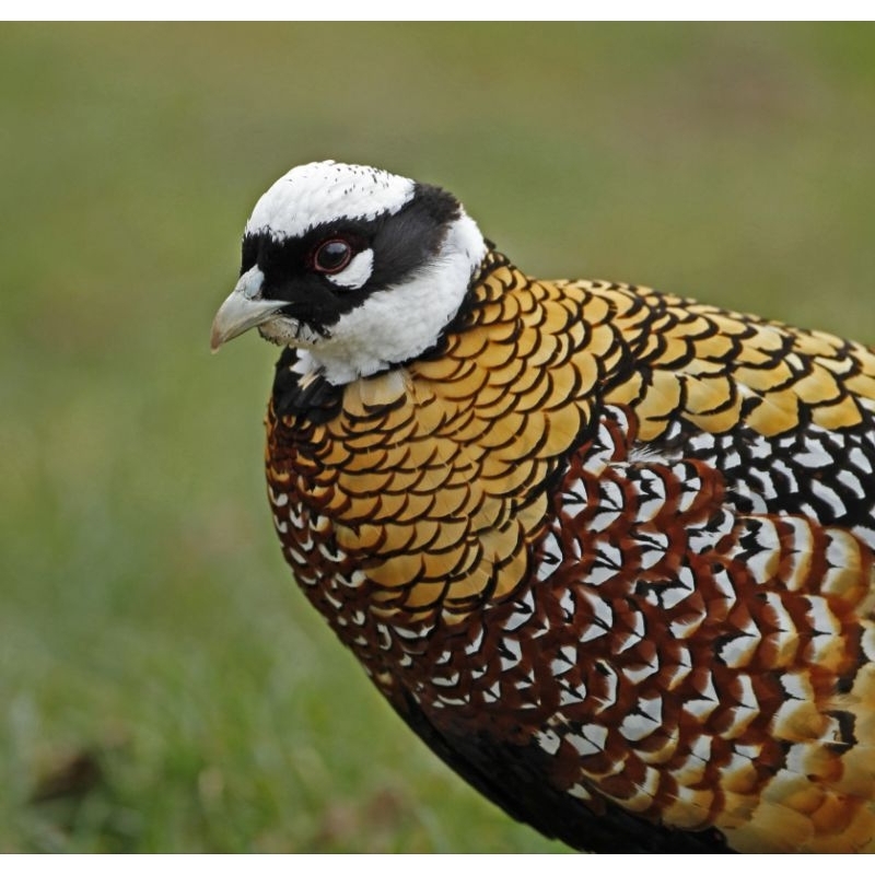 koleksi Ayam hias Reves pheasant ekor panjang satu pasang remaja termurah