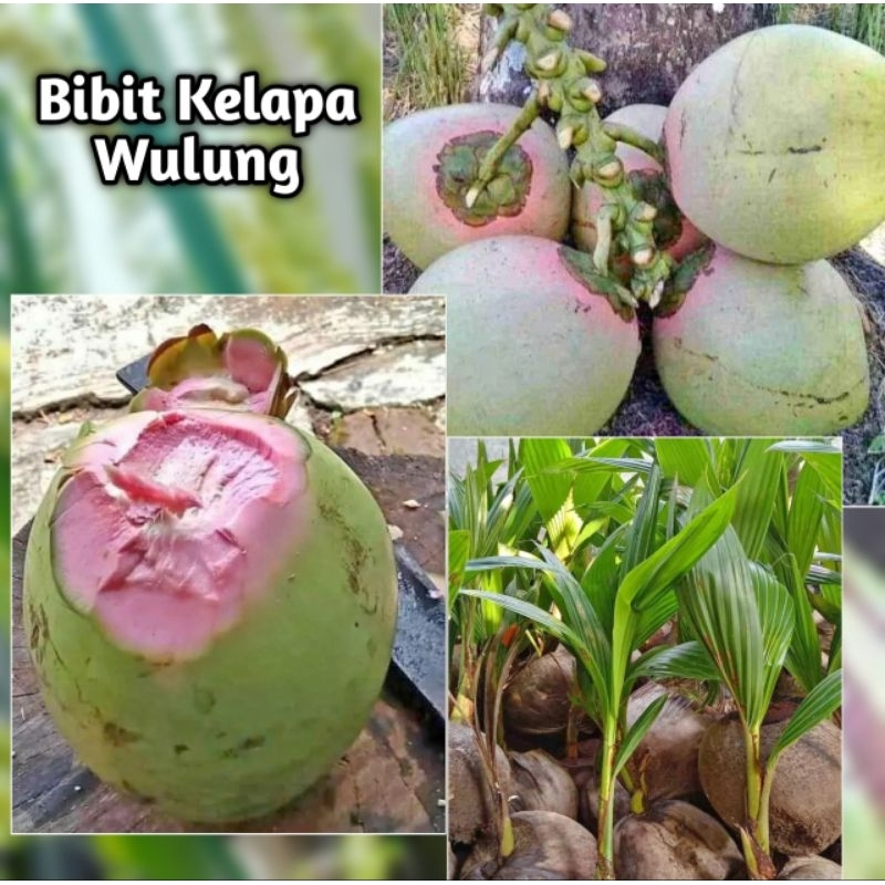 BIBIT KELAPA  IJO WULUNG | kelapa wulung | kelapa ijo
