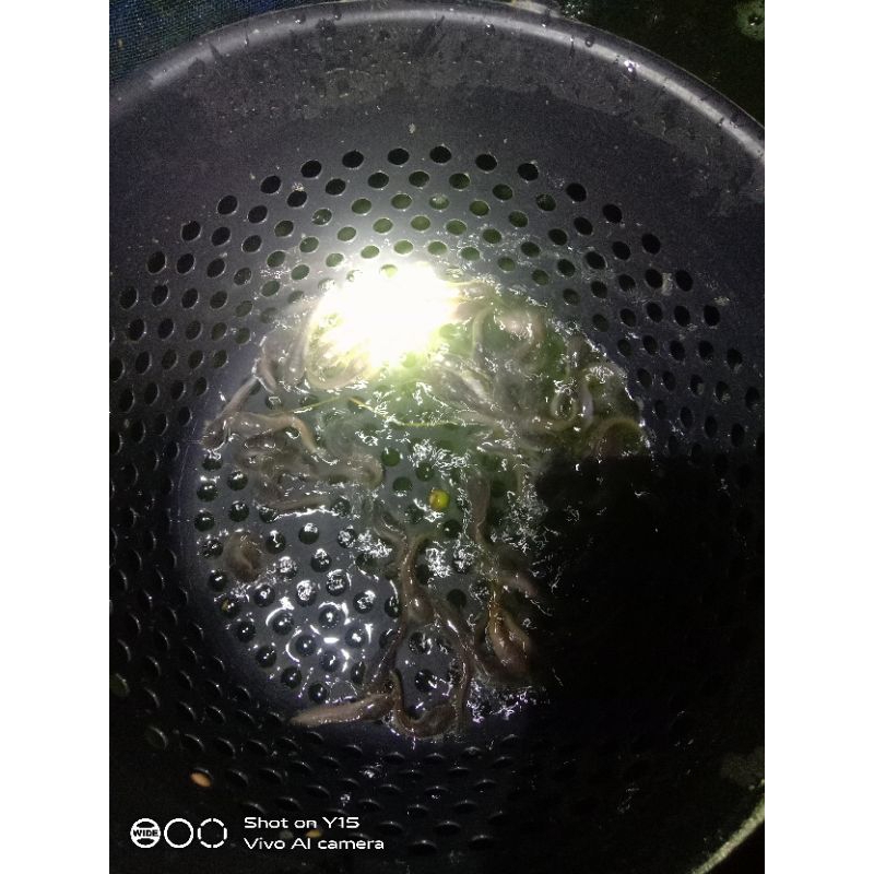 

bibit ikan lele ukuran 4-5
