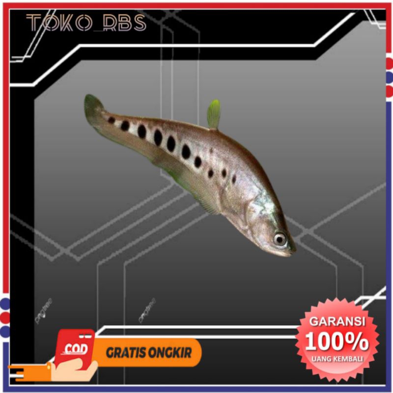 belida bangko hiasan akuarium