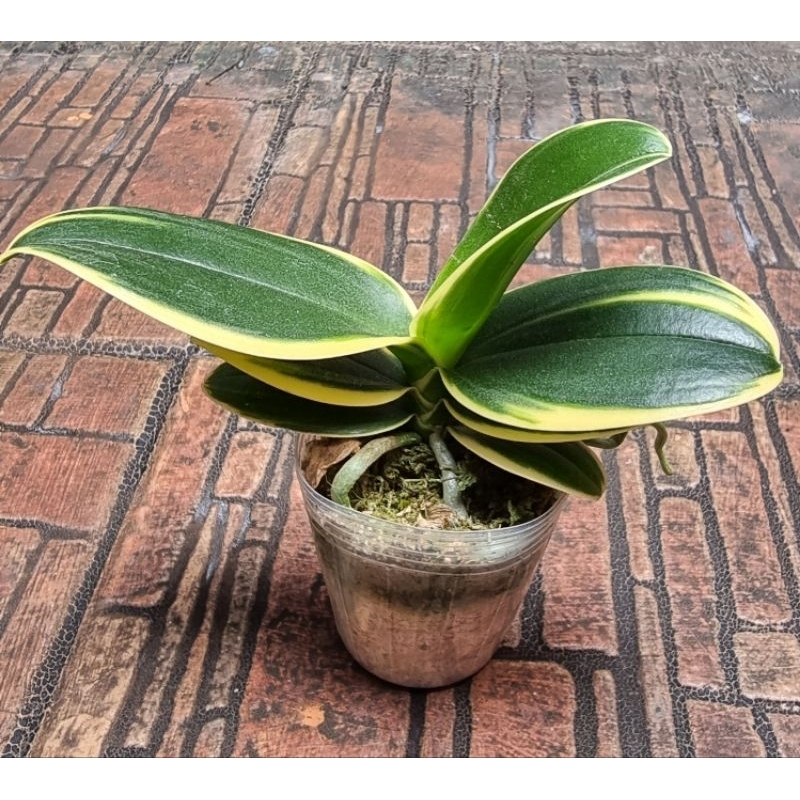 anggrek bulan mini Varigata, anggrek unik, cantik dan langka