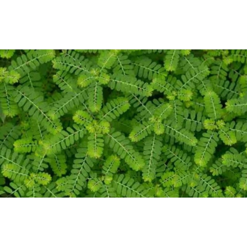 

Meniran segar fresh