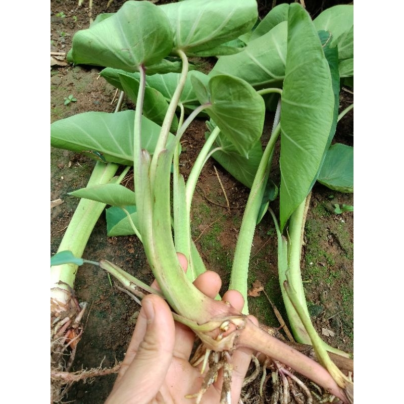 BIBIT BENTUL / UMBI BENTUL / POHON BENTUL SIAP TANAN