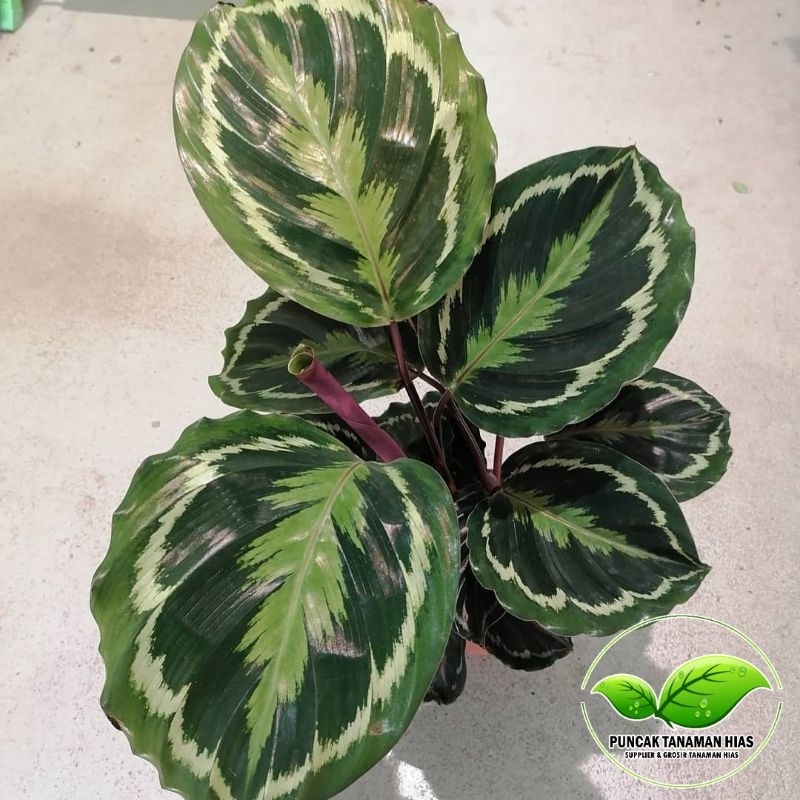 Tanaman hias calathea medalion - Calathea medalion real pic