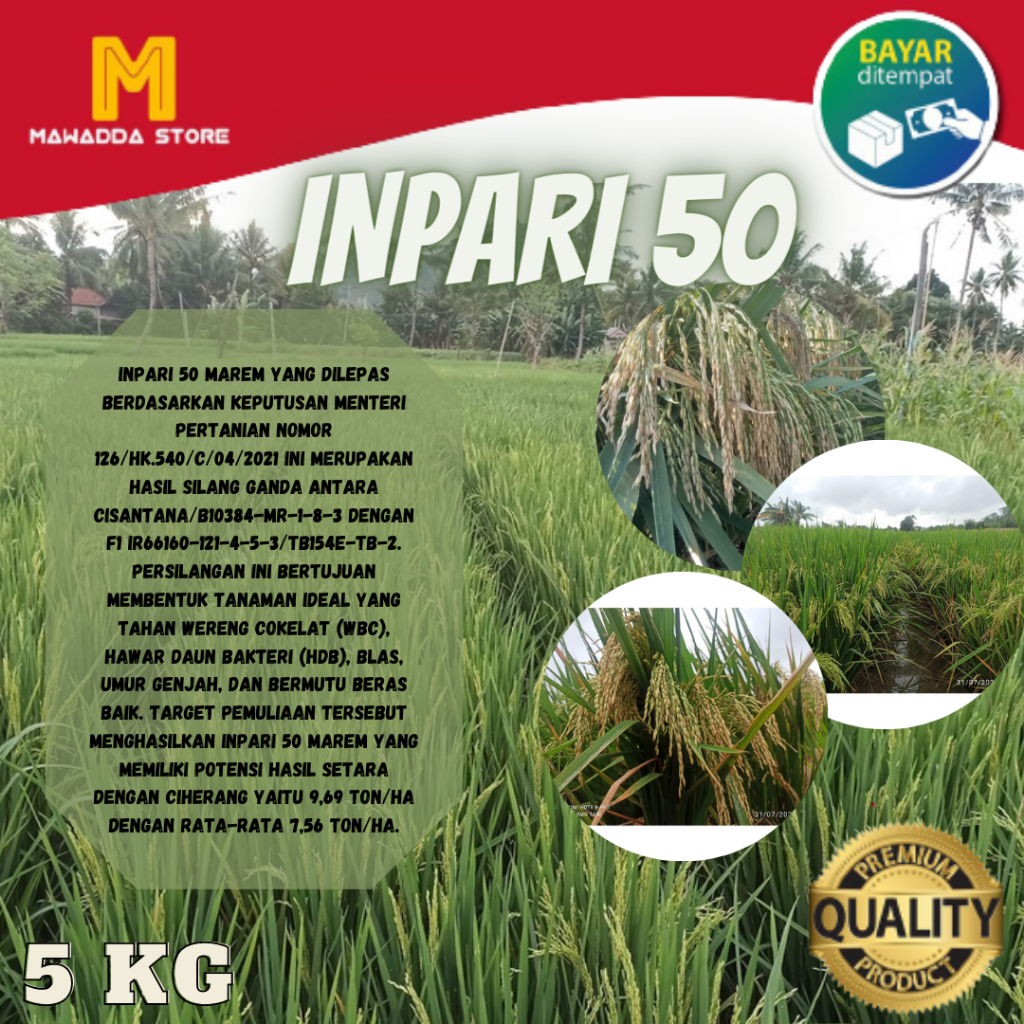 BijiPadi INPARI 50 MAREM Biji Padi Unggul Genjah 5KG